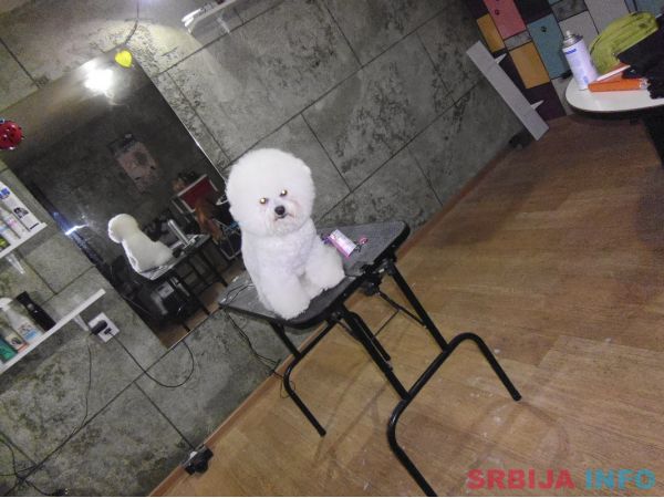 Ulepsavanje malih rasa pasa i ljubimaca