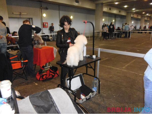 Ulepsavanje malih rasa pasa i ljubimaca