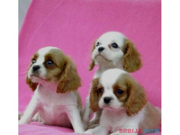 Cavalier King Charles Spaniel stenci