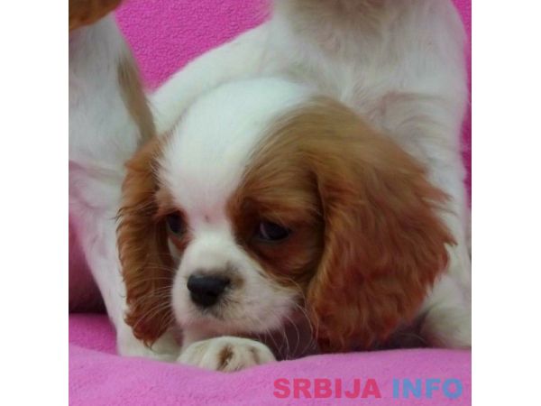 Cavalier King Charles Spaniel stenci
