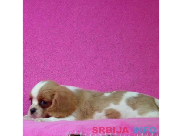 Cavalier King Charles Spaniel stenci
