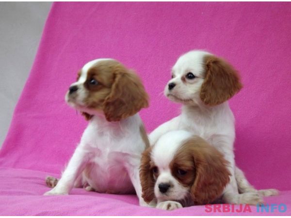 Cavalier King Charles Spaniel stenci