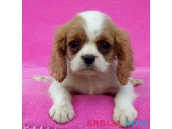 Cavalier King Charles Spaniel stenci