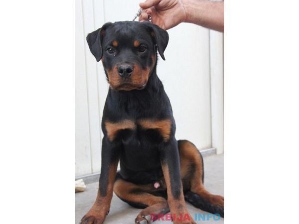 Rotvajler, &scaron;tenci