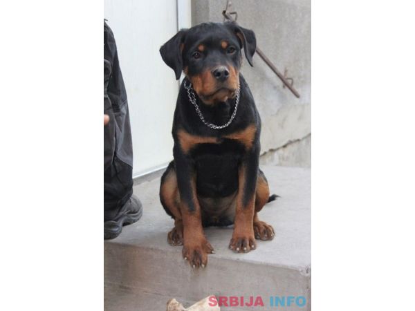 Rotvajler, &scaron;tenci