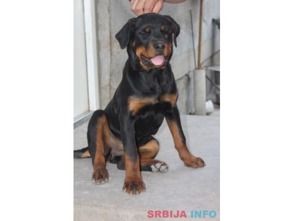 Rotvajler, &scaron;tenci