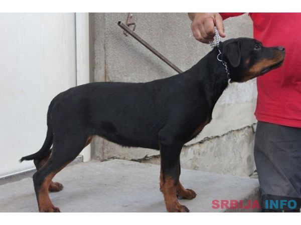 Rotvajler, &scaron;tenci