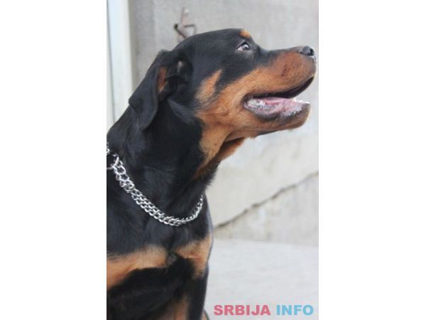 Rotvajler, &scaron;tenci