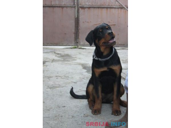 Rotvajler, &scaron;tenci