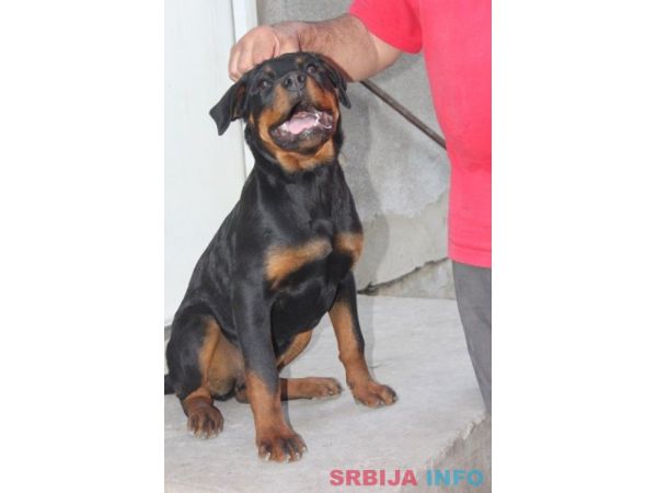 Rotvajler, &scaron;tenci