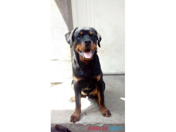 Rotvajler, &scaron;tenci