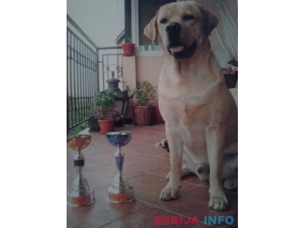 Labrador retriver