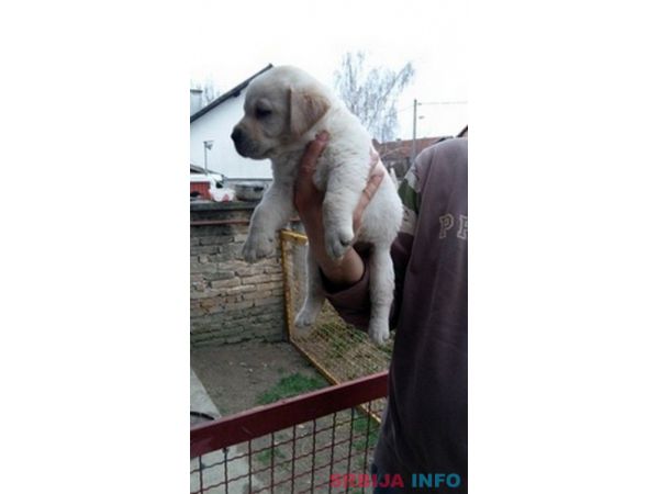 Labrador retriver