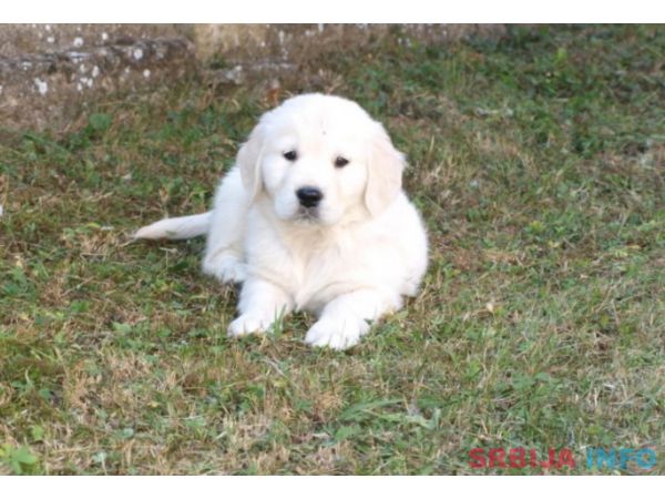 Zlatni retriver stenci