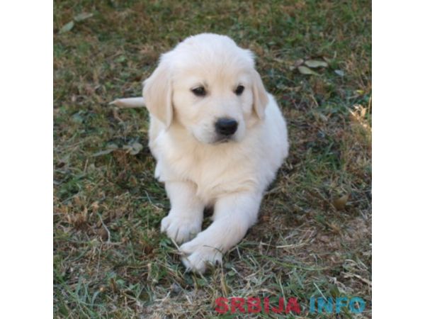 Zlatni retriver stenci