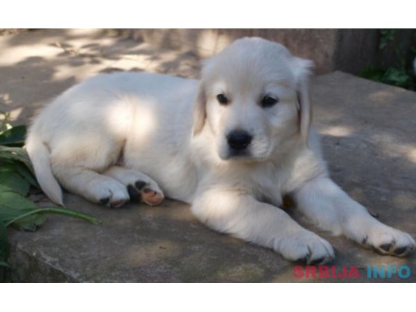 Zlatni retriver stenci