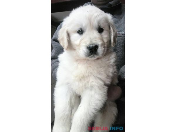 Zlatni retriver stenci