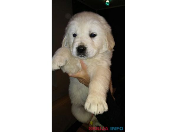 Zlatni retriver stenci