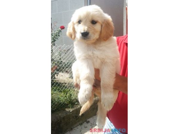 Zlatni retriver stenci