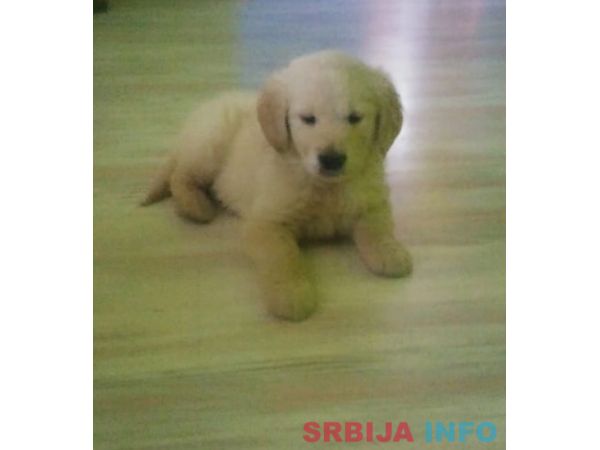 Zlatni retriver stenci