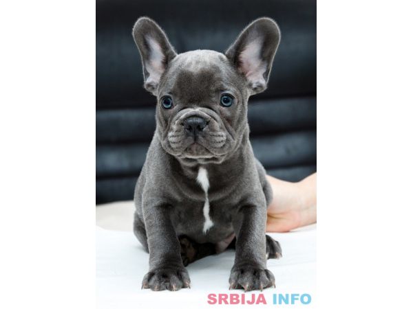 Francuski buldog &scaron;tenci