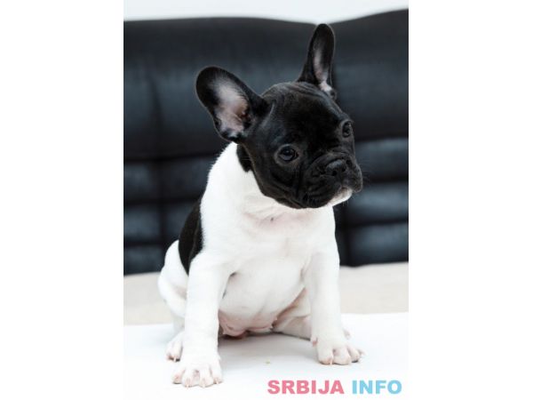 Francuski buldog &scaron;tenci