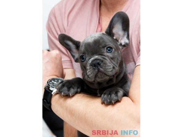 Francuski buldog &scaron;tenci