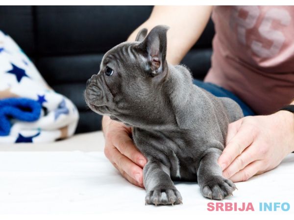 Francuski buldog &scaron;tenci