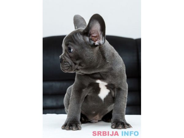 Francuski buldog &scaron;tenci