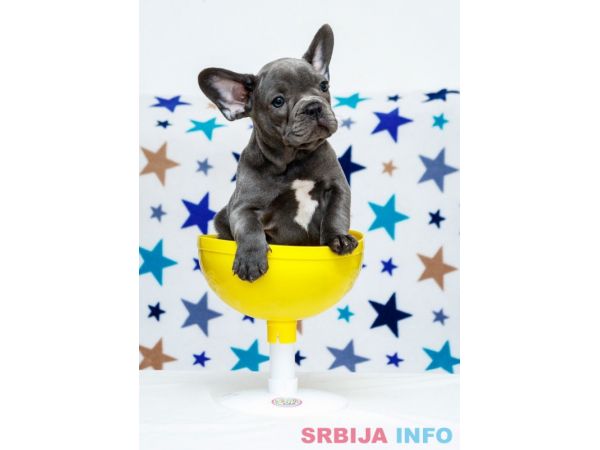 Francuski buldog &scaron;tenci