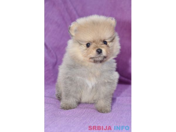 Pomeranac &scaron;tenci