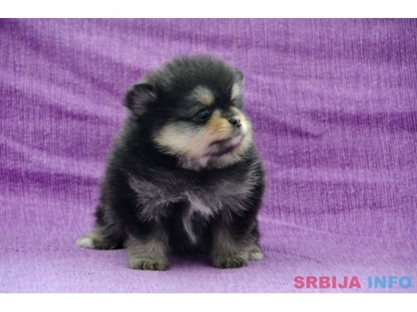 Pomeranac &scaron;tenci