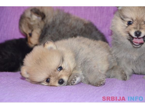 Pomeranac &scaron;tenci