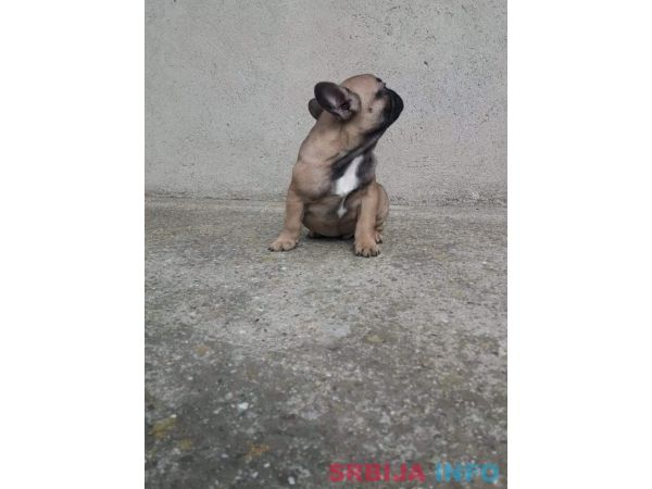 Francuski buldog mu&scaron;ko &scaron;tene