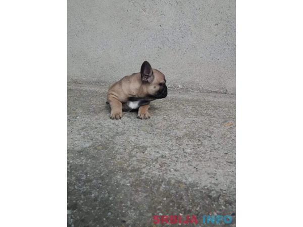 Francuski buldog mu&scaron;ko &scaron;tene