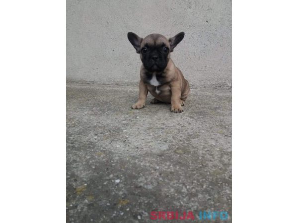 Francuski buldog mu&scaron;ko &scaron;tene