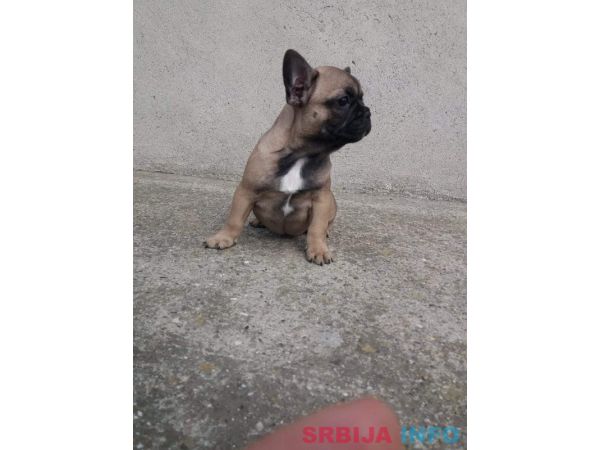 Francuski buldog mu&scaron;ko &scaron;tene