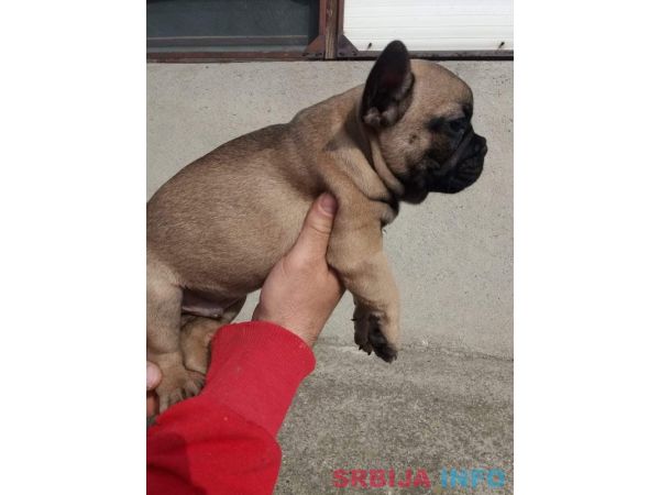 Francuski buldog mu&scaron;ko &scaron;tene