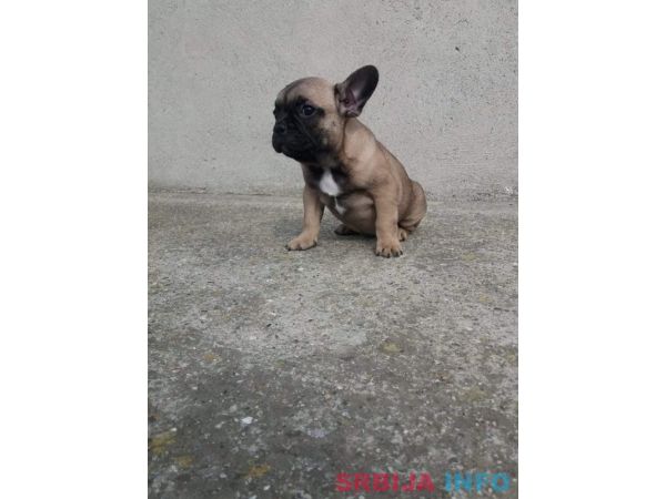 Francuski buldog mu&scaron;ko &scaron;tene