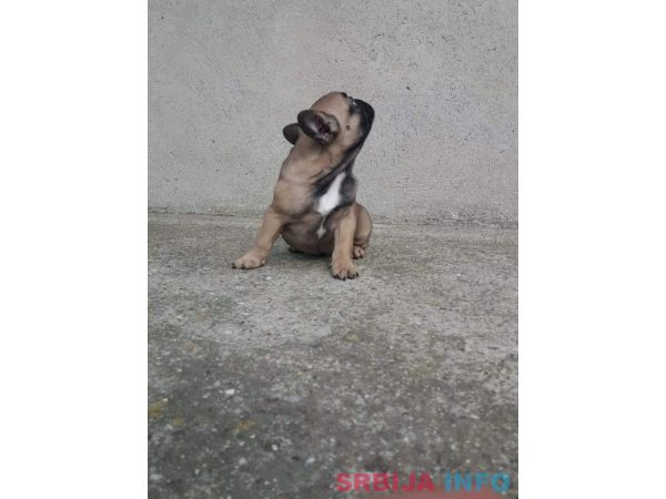 Francuski buldog mu&scaron;ko &scaron;tene