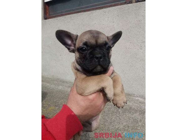 Francuski buldog mu&scaron;ko &scaron;tene