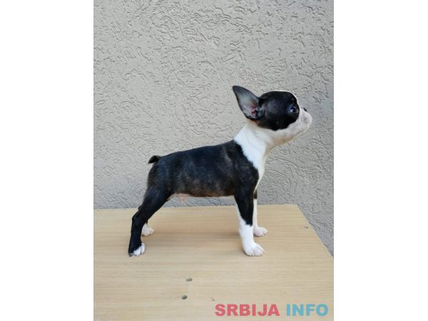 Boston terijer mu&scaron;ko &scaron;tene