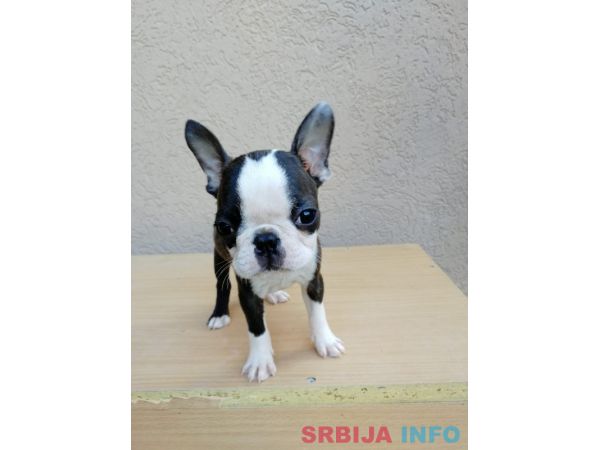 Boston terijer mu&scaron;ko &scaron;tene