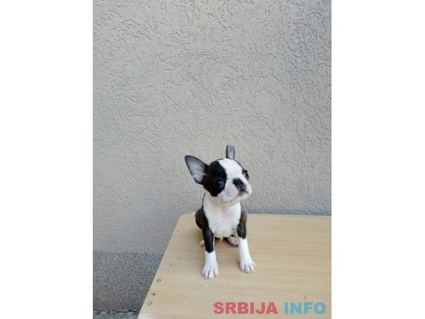 Boston terijer mu&scaron;ko &scaron;tene