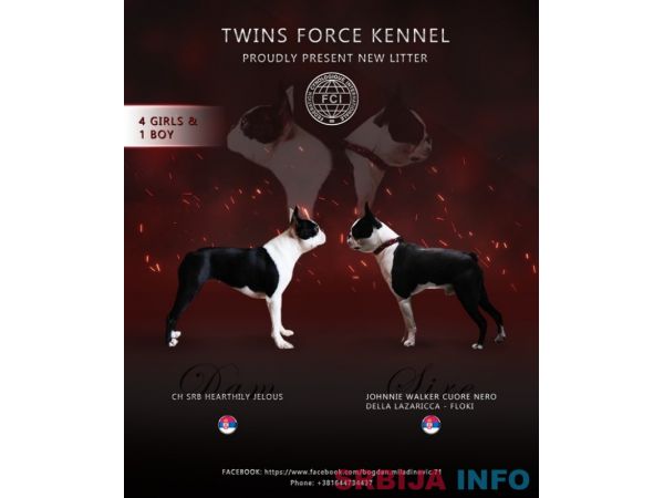 Boston terijer mu&scaron;ko &scaron;tene