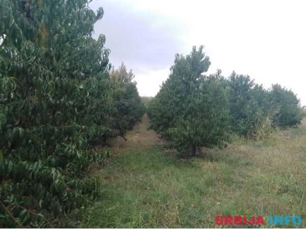 Na prodaju Vocnjak kod Hotela na Raskrscu