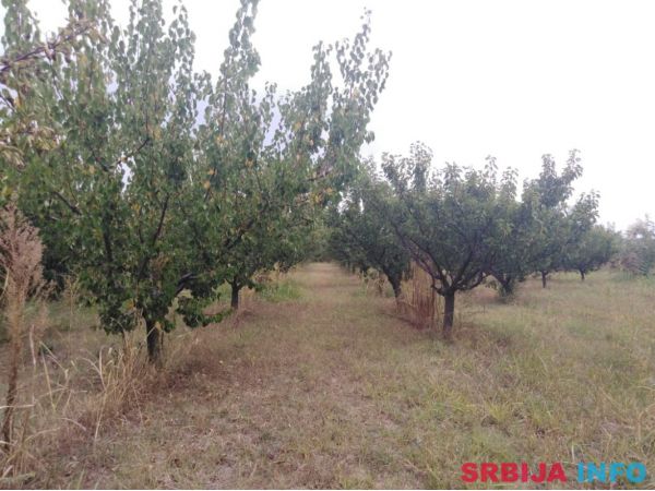 Na prodaju Vocnjak kod Hotela na Raskrscu