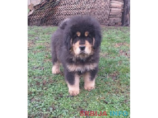 Tibetski Mastif vrhunsko, zdravo muško štene na prodaju!