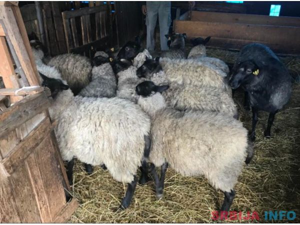 Umatičene romanovske ovce na prodaju