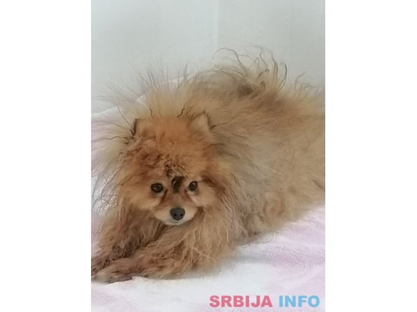 Pomeranac za parenje&nbsp;